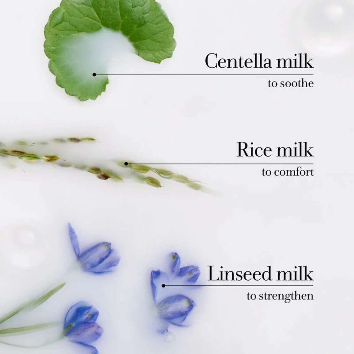 fresh Milk Body Cleanser
